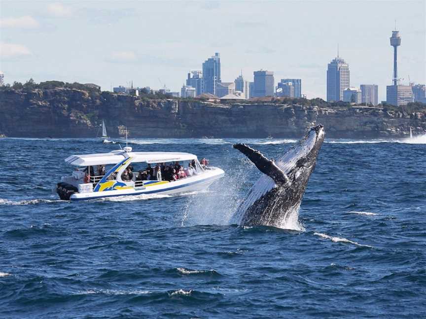 Whale Watching Sydney, Sydney, NSW