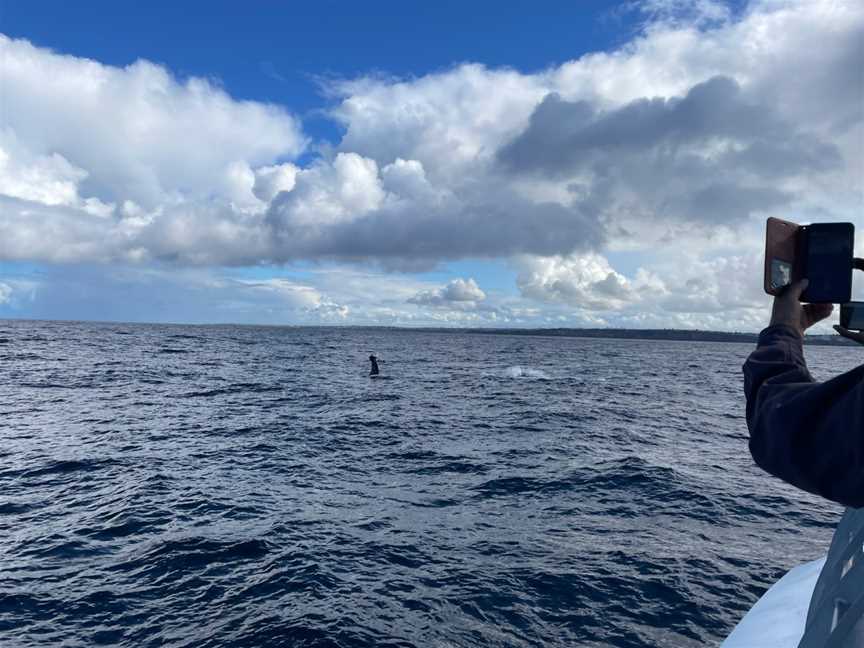 Whale Watching Sydney, Sydney, NSW