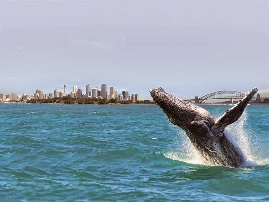 Oz Whale Watching, Sydney, NSW