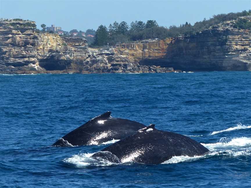 Oz Whale Watching, Sydney, NSW