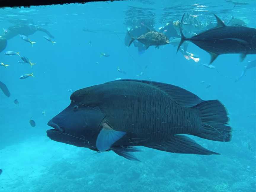 Reef Magic, Cairns City, QLD