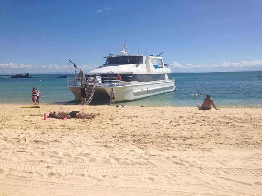 Dolphin Wild Island Cruises, Newport, QLD