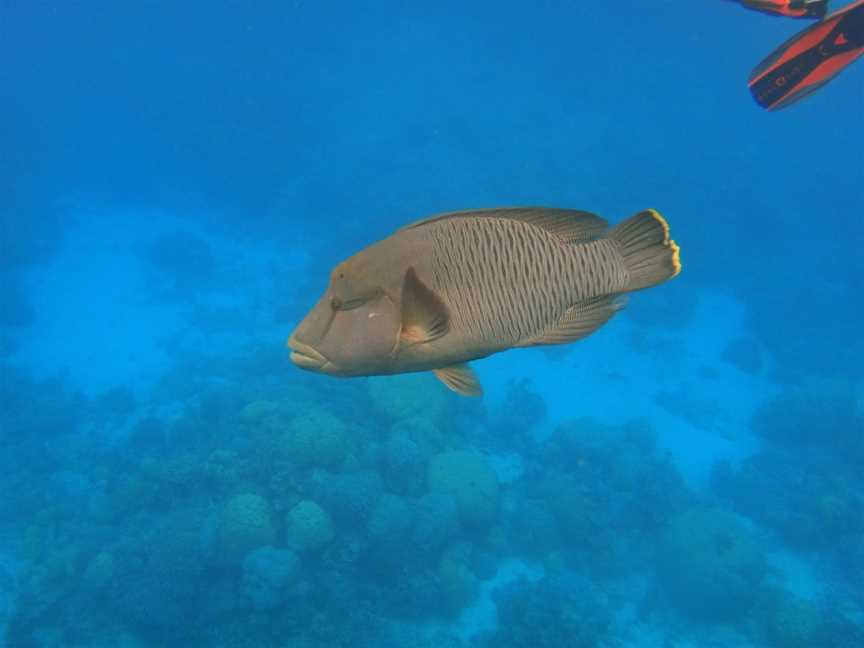 Reef Experience, Cairns City, QLD