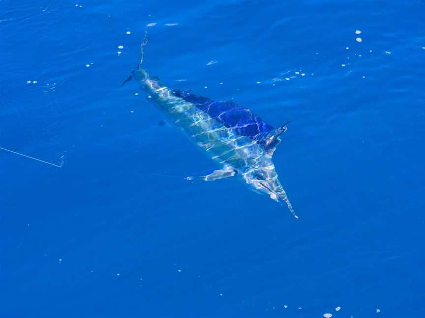 Topnotch Game Fishing, Whitsundays, QLD