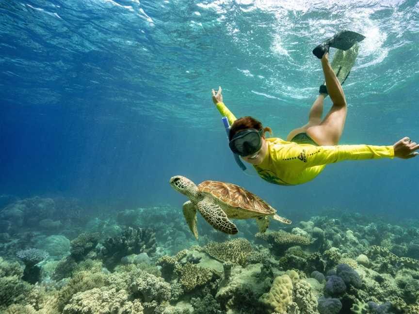 Ocean Safari, Cape Tribulation, QLD