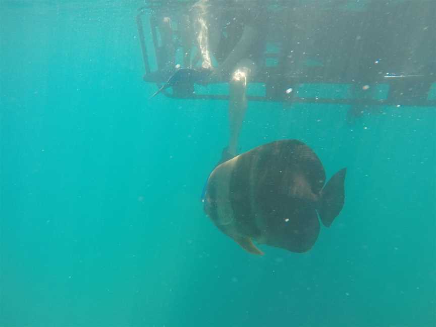 Reef Sprinter Snorkelling, Port Douglas, QLD