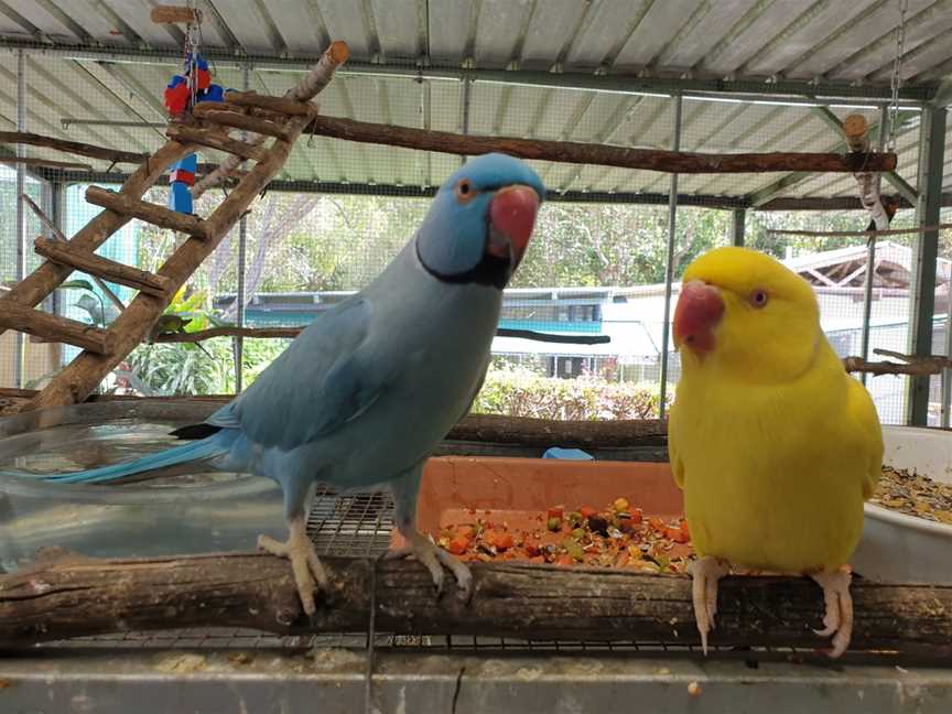 Parrots In Paradise, Glass House Mountains, QLD