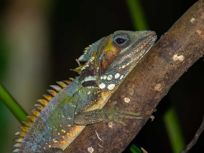 Cape Tribulation - Daintree - Night Walks - Spotlighting - Day Walk Tours, Cape Tribulation, QLD