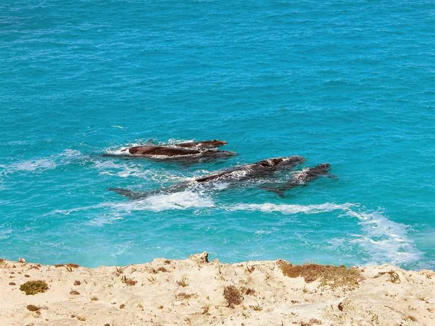 Ceduna Tours, Ceduna, SA