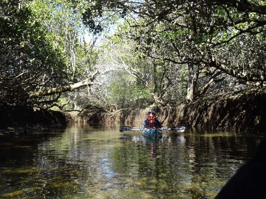 Dolphin Sanctuary Kayak Tours, Port Adelaide, SA