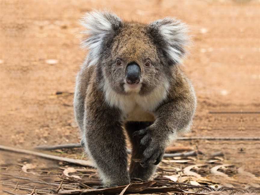 Hanson Bay Wildlife Sanctuary, Karatta, SA