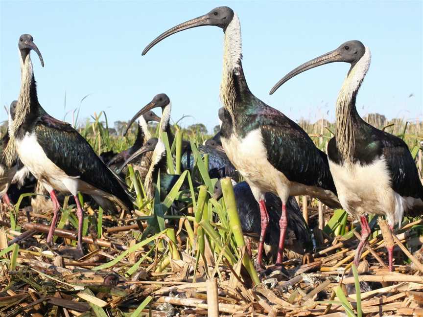 South East Safari, Bool Lagoon, SA