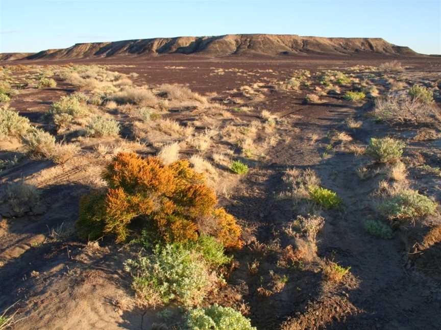 Gekko Safari, Glenalta, SA