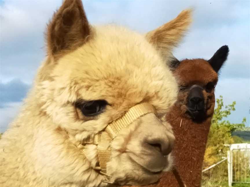 Toffeemont Alpacas, Orielton, TAS