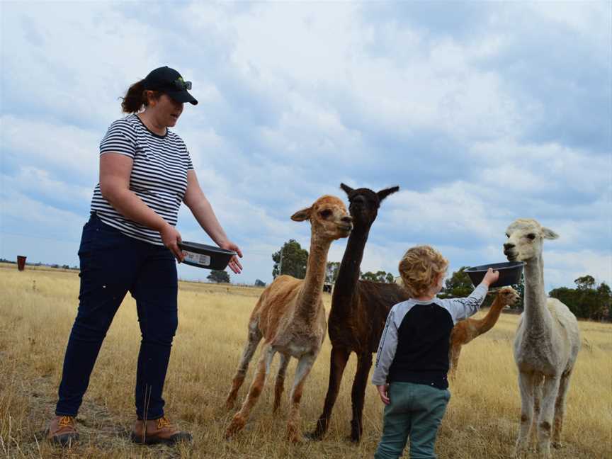 Toffeemont Alpacas, Orielton, TAS