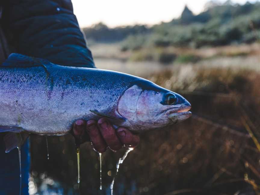 Twin Lakes - Bush Retreat & Fly Fishery, Buckland, TAS