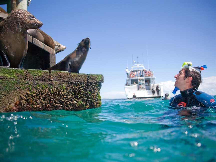 Moonraker Dolphin Swims, Sorrento, VIC