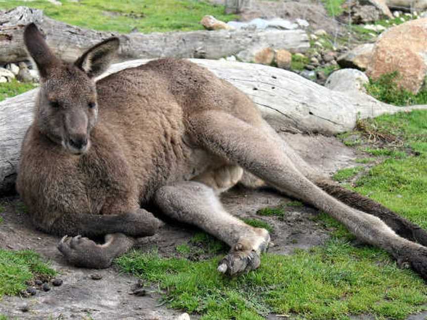 Phillip Island Tours - Best Penguin Parade Tours from Melbourne, Melbourne, VIC