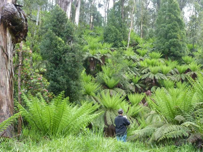 Gippsland High Country Tours, Bruthen, VIC