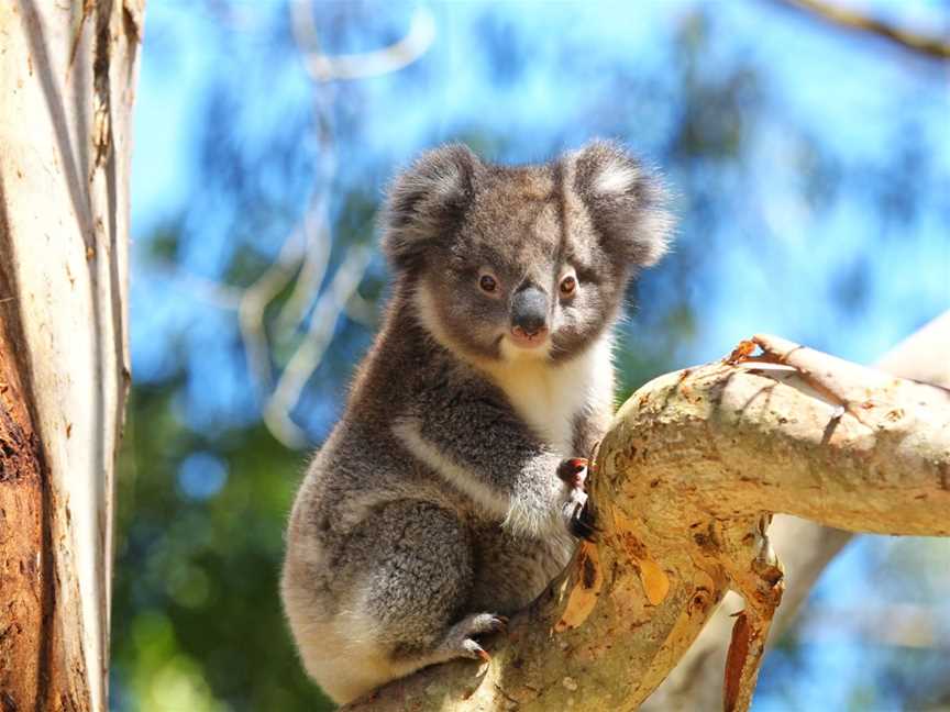 Wildlife Wonders, Tours in Apollo Bay