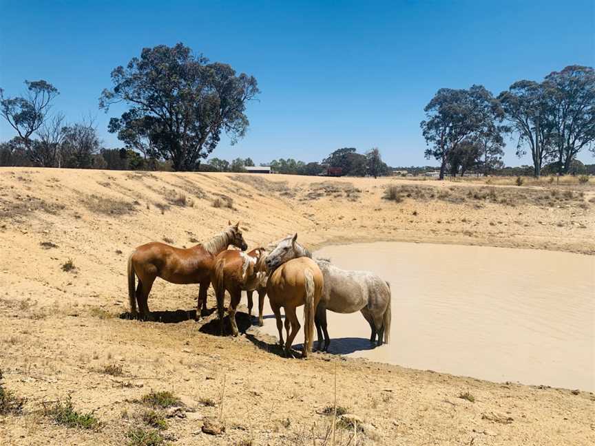 Dobbins Paddock, Broomehill, WA