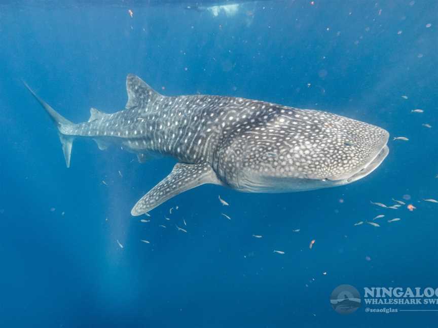 Ningaloo Whaleshark Swim, Exmouth, WA