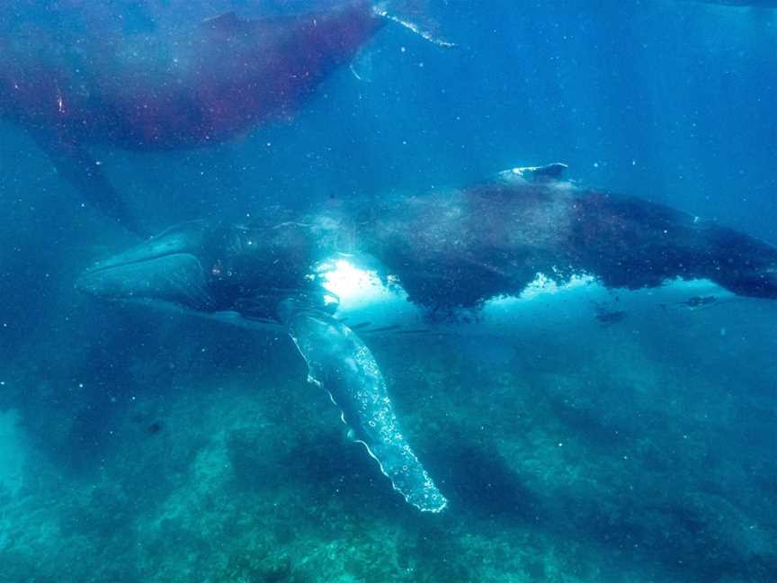 Ningaloo Whaleshark Swim, Exmouth, WA