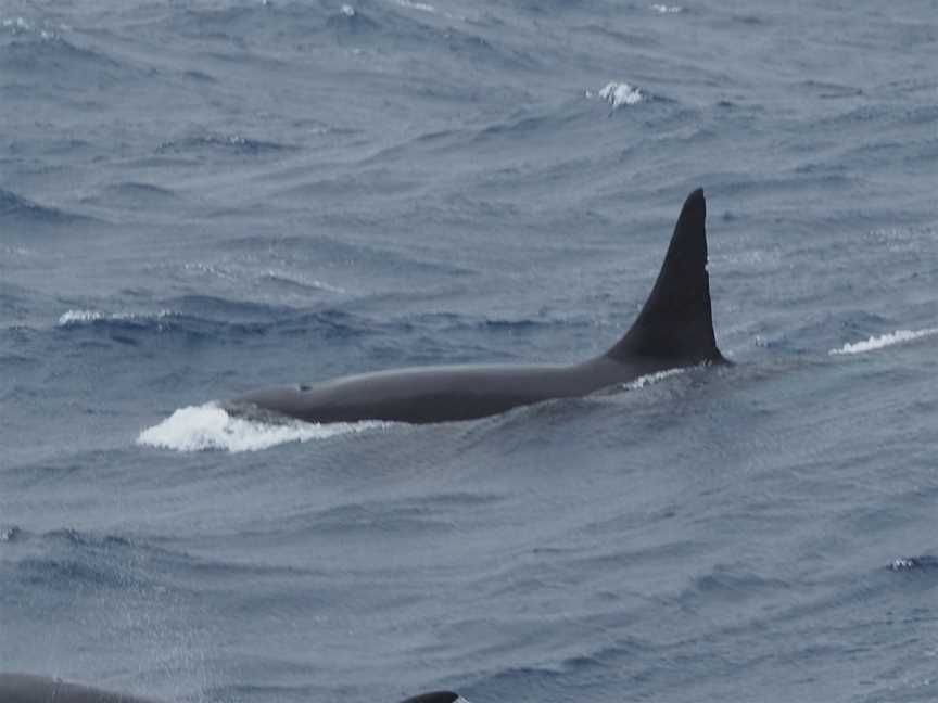 Bremer Bay Killer Whales, Bremer Bay, WA