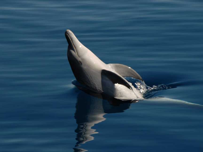 Blue Dolphin Fraser Island Eco Adventure Sail, Hervey Bay, QLD