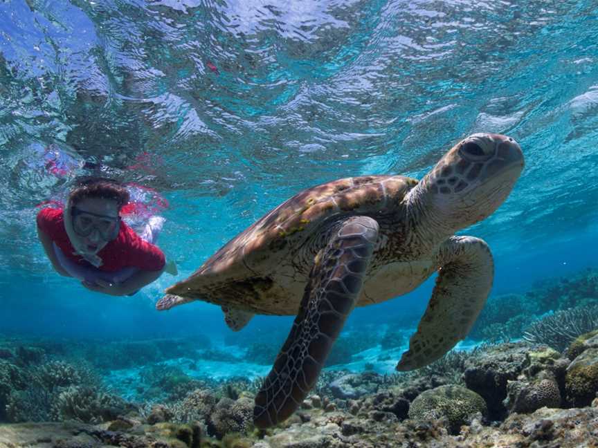 Great Barrier Reef Day Trip to Lady Elliot Island from Bundaberg, Branyan, QLD