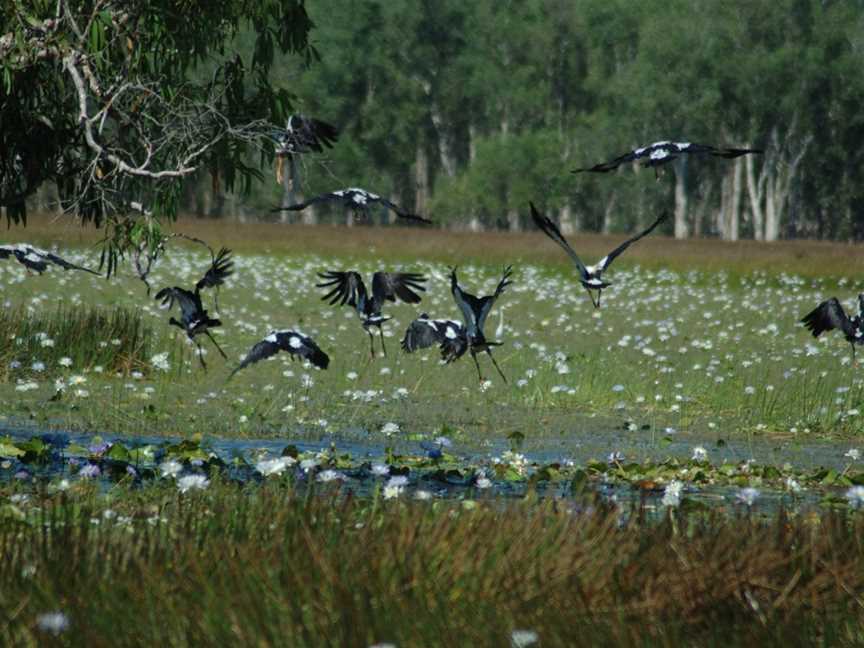 Tropical Hunting Safaris, Mann River Arnhem Land, NT