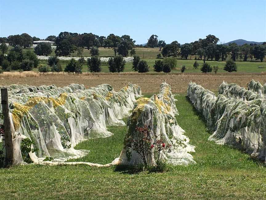 Grape Escapes Canberra Wine Tours, Yass, NSW