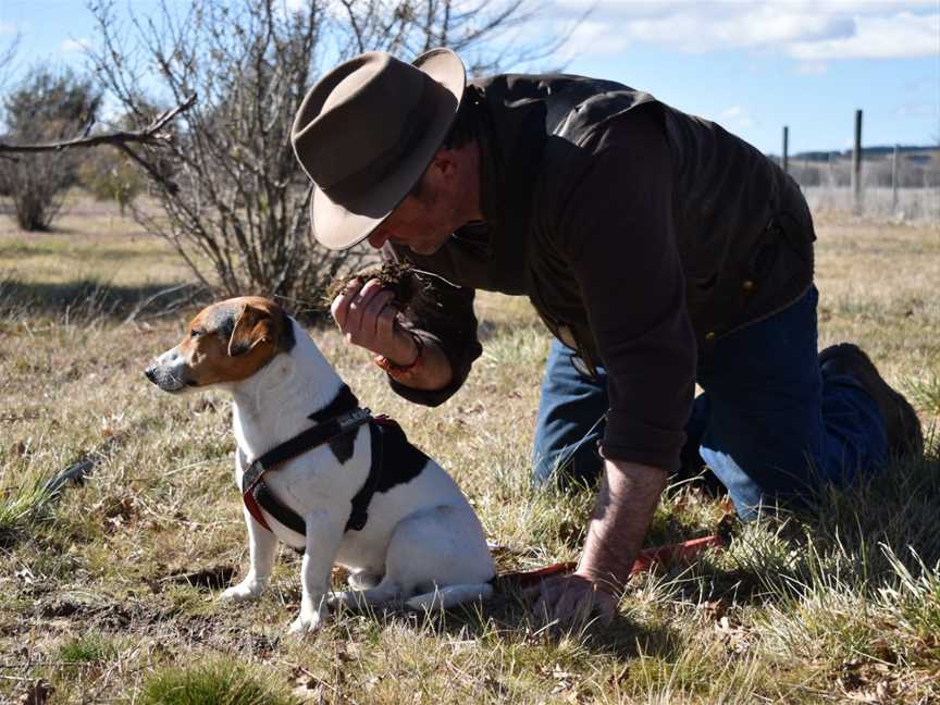 Turalla Truffles Hunt Adventures, Bungendore, NSW