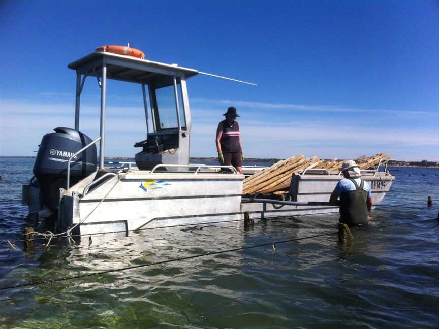 Pacific Estate Oysters, Stansbury, SA