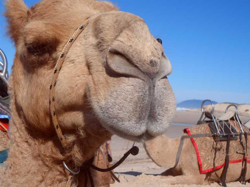 Port Macquarie Camel Safaris, Port Macquarie, NSW