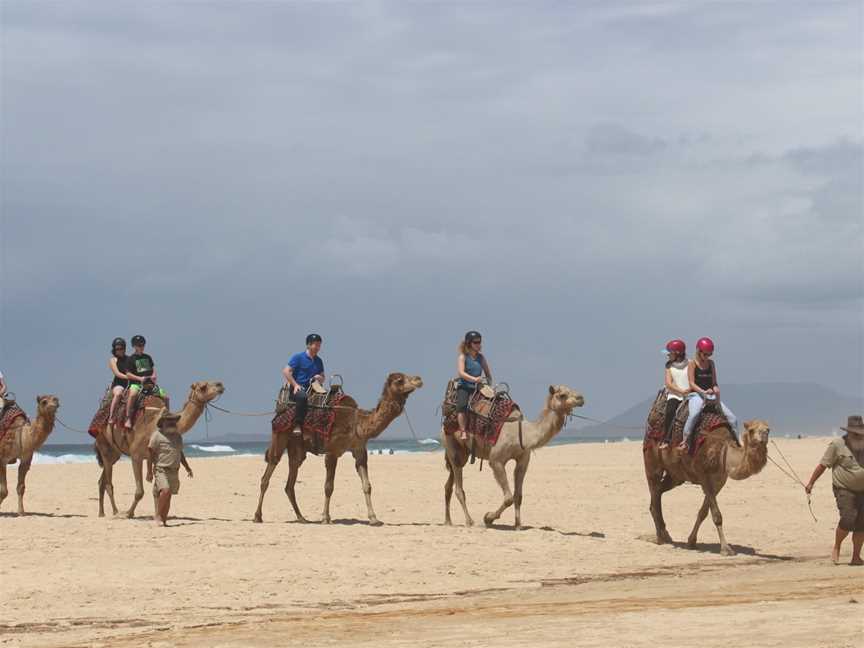 Port Macquarie Camel Safaris, Port Macquarie, NSW