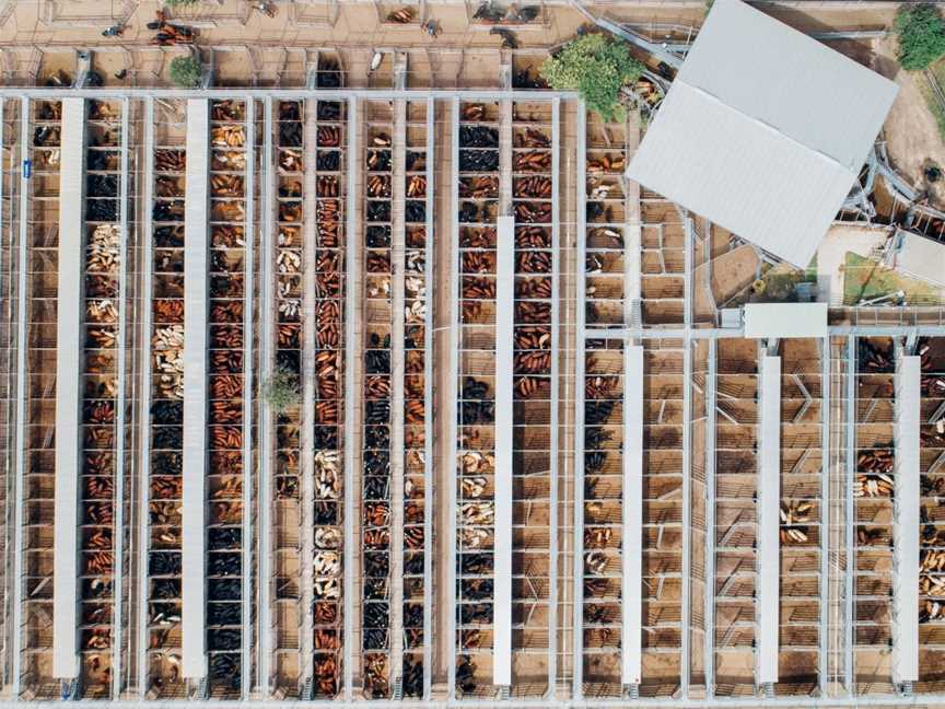 Dalby Saleyards Tours - WDRC, Dalby, QLD