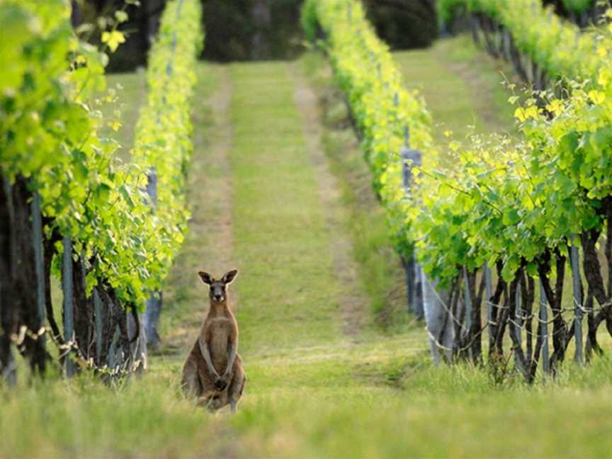 Australia By Air - Hunter Valley Food and Wine Lovers Tour, Bankstown Aerodrome, NSW