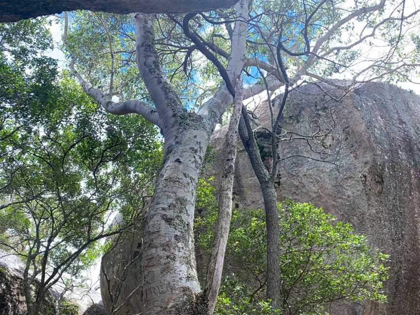 Wild Cat Tracks, Stanthorpe, QLD