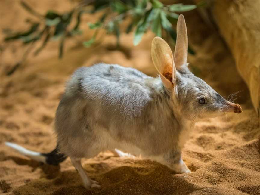 Animal Encounters at Ipswich Nature Centre, Ipswich, QLD