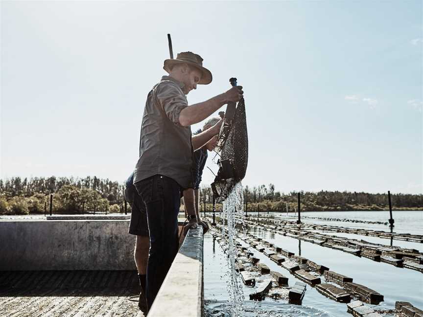 Farm to Plate Oyster Tours, Tuncurry, NSW