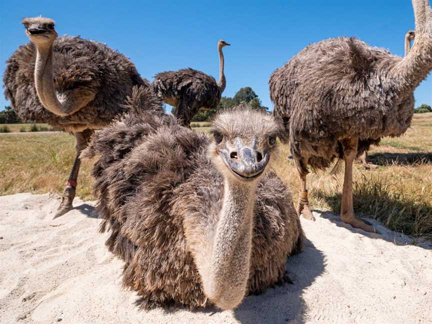 Behind the scenes mystery zoo tour, Werribee South, VIC