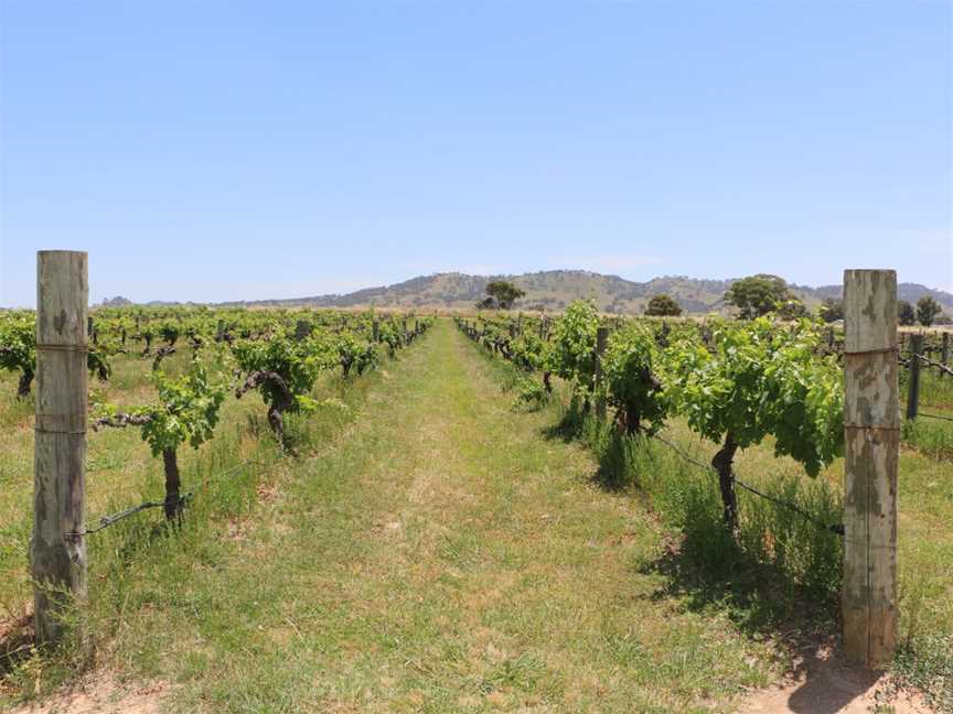 Shiraz Tours (Mudgee Wine Tours), Mudgee, NSW