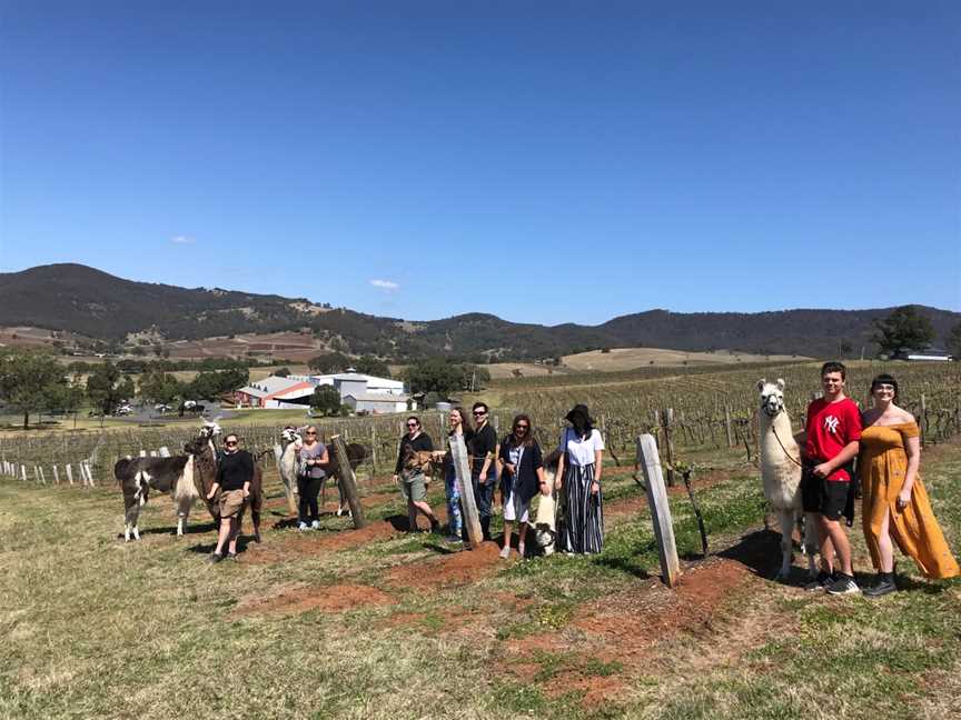 Walking With Llamas, Pokolbin, NSW