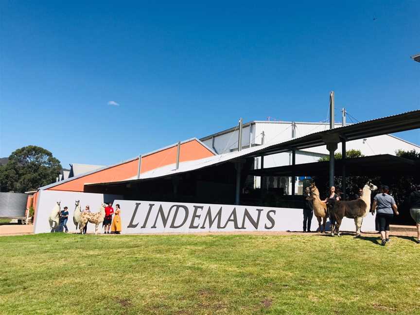 Walking With Llamas, Pokolbin, NSW