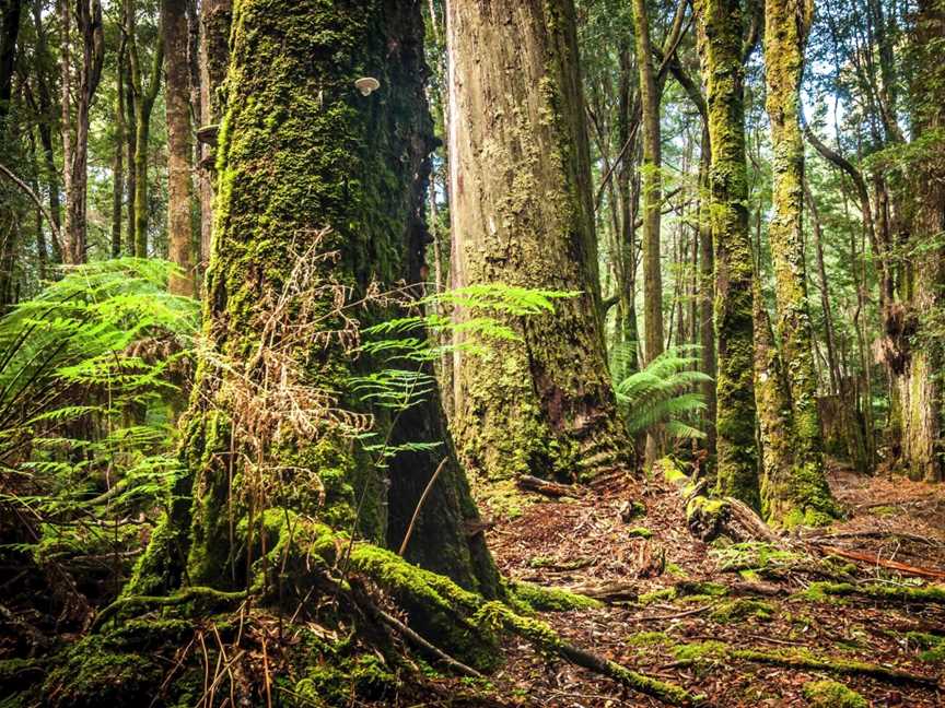 Tarkine Wilderness Walks, Wynyard, TAS