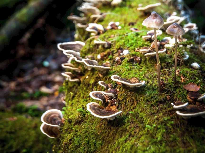 Tarkine Wilderness Walks, Wynyard, TAS