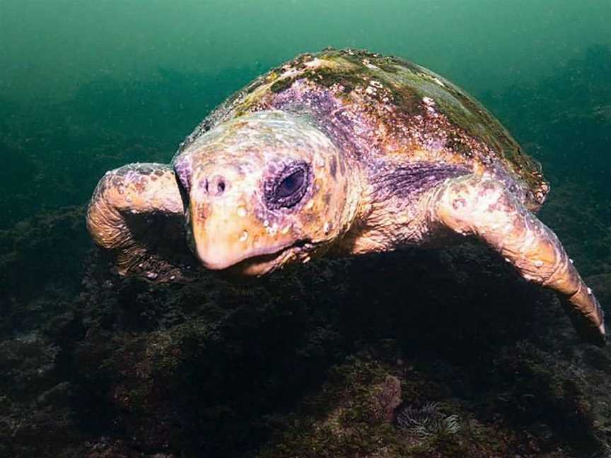 Forster Dive Centre, Forster, NSW