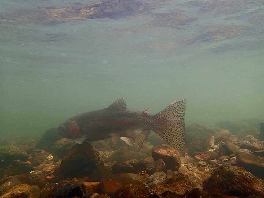 Andrew Christmas Professional Trout Fishing Guided Tour, Taupo, New Zealand