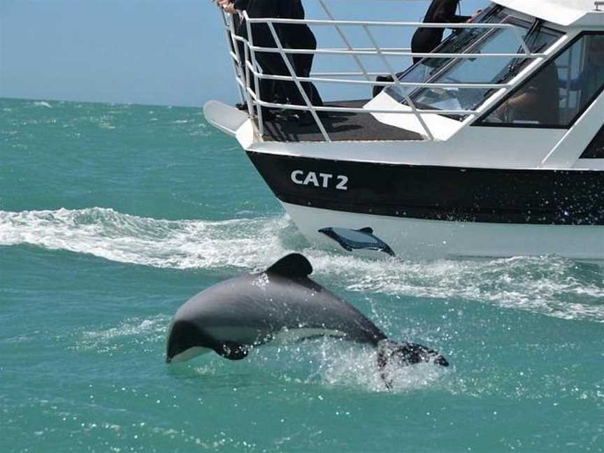 Black Cat Cruises, Akaroa, New Zealand